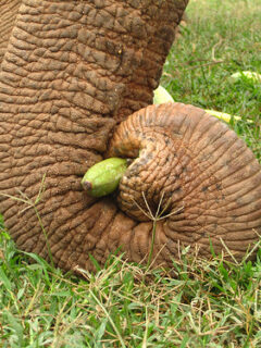 Elephant trunk (Thailand)
