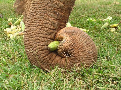 Elephant trunk (Thailand)