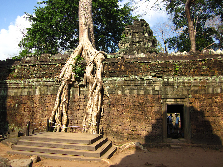 Ta Prohm temple, Angkor, Cambodia 6