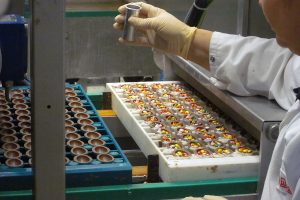 Chocolate Easter eggs from inside a chocolate factory