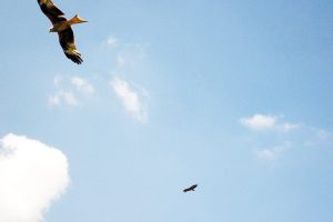 Vultures in Spain - birdwatching in Tremp