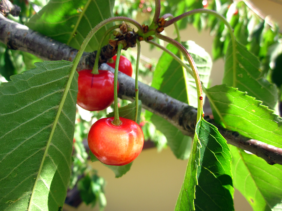 red cherry in italy