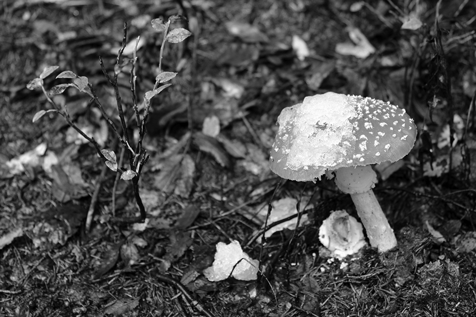 Mushroom in the black forest