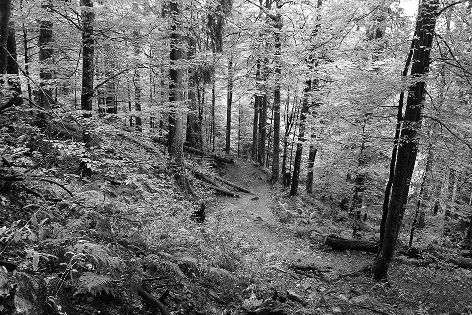 Black Forest (Schwarzwald)