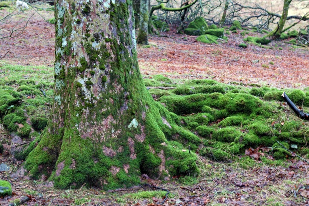 Scotland moss