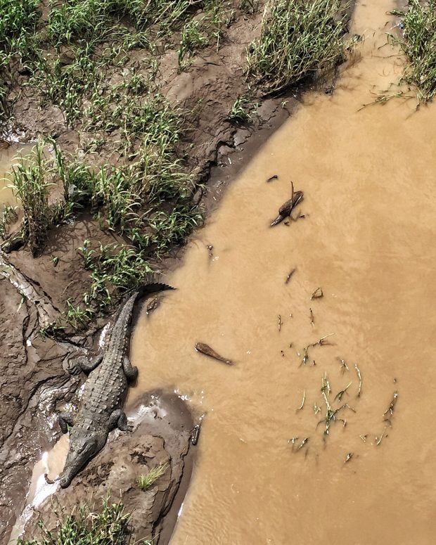 Crocodiles in Costa Rica - Road Trip