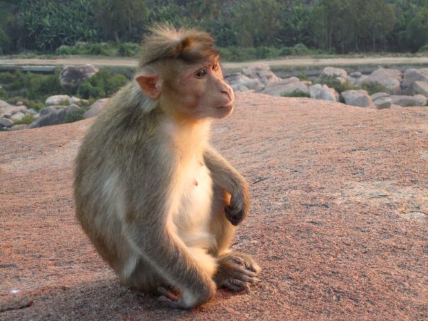 Monkey Temple, Hampi, India