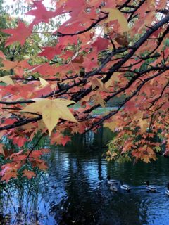Autumn in Central Park, NYC (PHOTOS) - https://travelsofadam.com/2016/11/autumn-central-park/