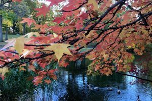Autumn in Central Park, NYC (PHOTOS) - https://travelsofadam.com/2016/11/autumn-central-park/