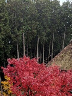 The Best of Autumn in Japan – Travels of Adam - https://travelsofadam.com/2017/12/autumn-in-japan/