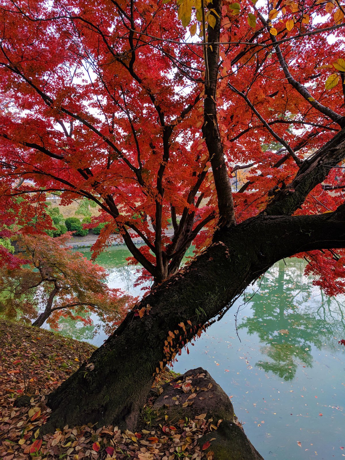 The Best of Autumn in Japan – Where to Go & What to Do
