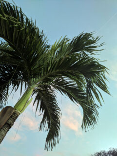 palm tree florida