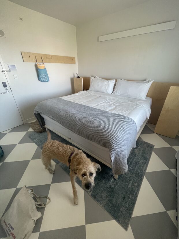 dog in front of hotel bed at asbury hotel