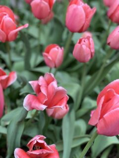 close up macro photo of pink tulips
