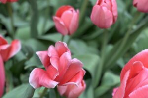 close up macro photo of pink tulips
