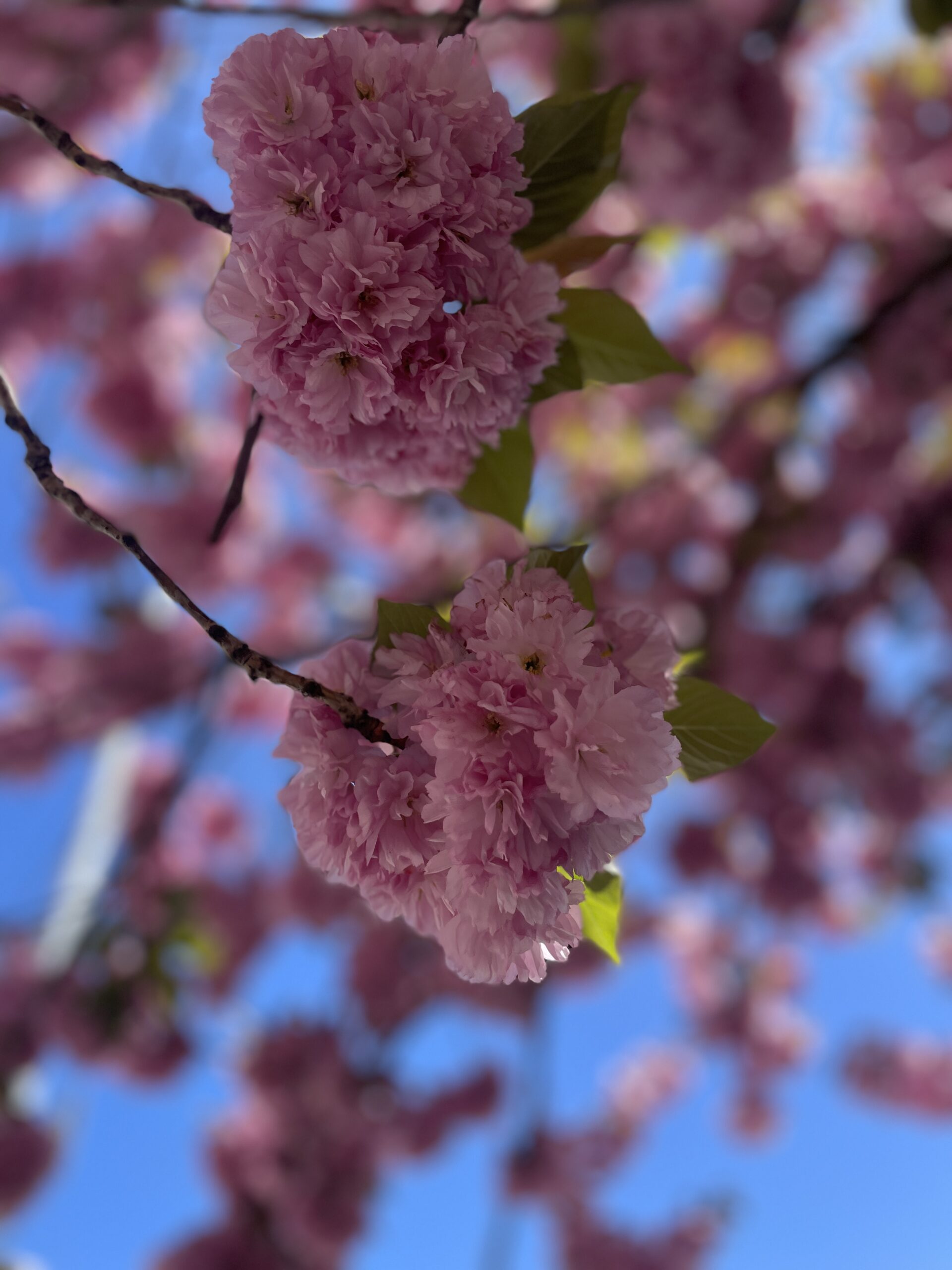 macro close up of japanese cherry blossoms from below with perfect blue sky above
